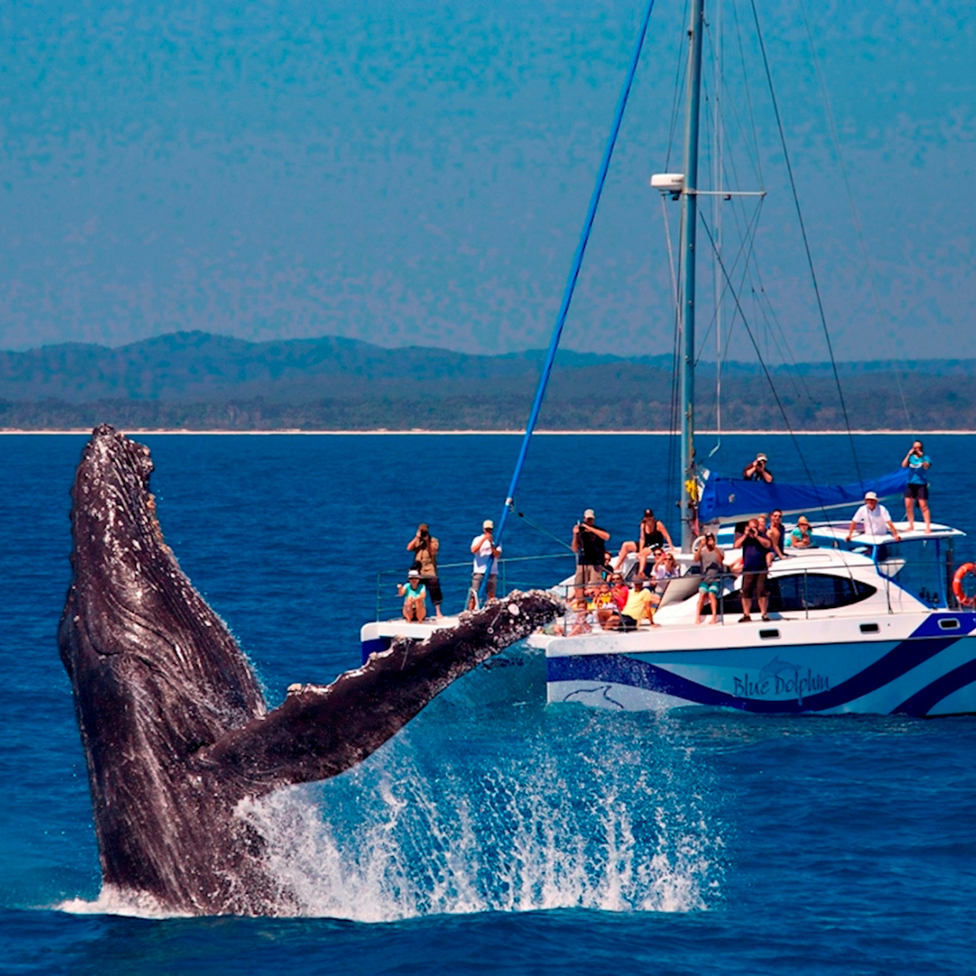Blue-Dolphin-Whale Watch-Hervey-Bay-Fraser-Coast-image
