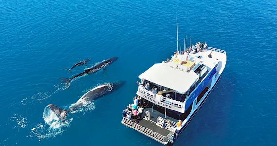 Tasman-Venture-Whale-Watching-Hervey-Bay-image