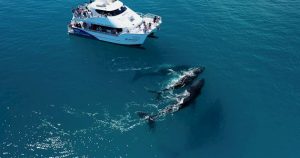 Whalesong-Cruises-Whale-Watching-Hervey-Bay