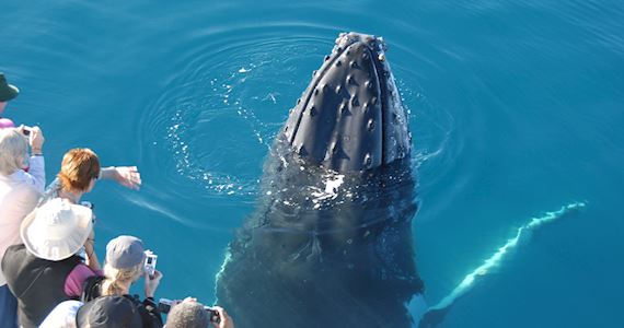 Whale Spy Hop Hervey Bay Whale-Spy-Hop-Hervey-Bay-Fraser-Coast