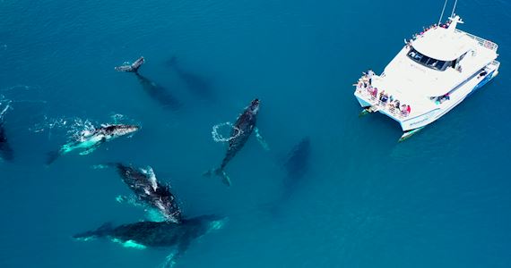 Whale Watching Hervey Bay Whale-Watching-Hervey-Bay-image