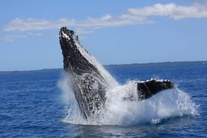 Hervey-Bay-Whale-Watch-image