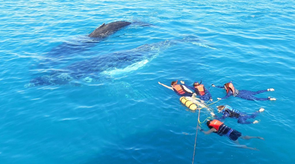 Hervey-Bay-Whale-Watch-Swim-with-Whales-image