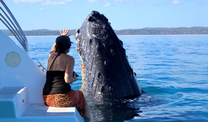 Blue-Dolphin-Whale-Watch-Hervey-Bay-image