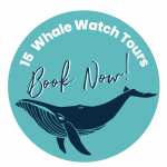 15-Hervey-Bay-Whale-Watch-Tours-Fraser-Coast-image