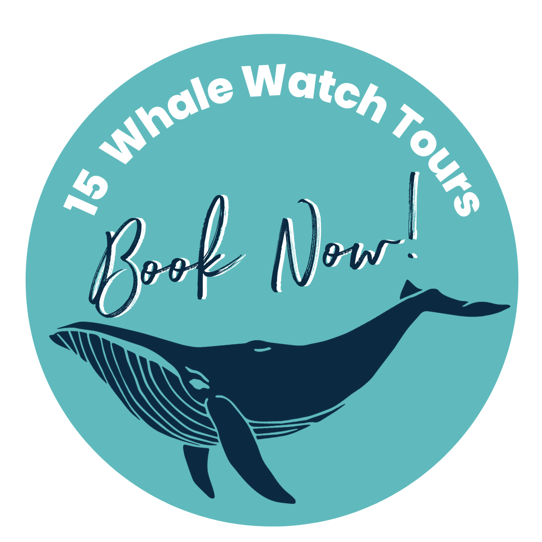 15-Hervey-Bay-Whale-Watch-Tours-Fraser-Coast