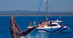 Blue-Dolphin-Whale-Watch-Sailing-Hervey-Bay