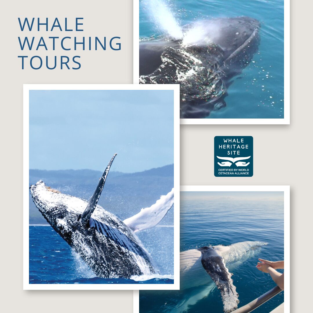 Hervey Bay Whale Watching Tours Hervey-Bay-Whale-Watching-Tours