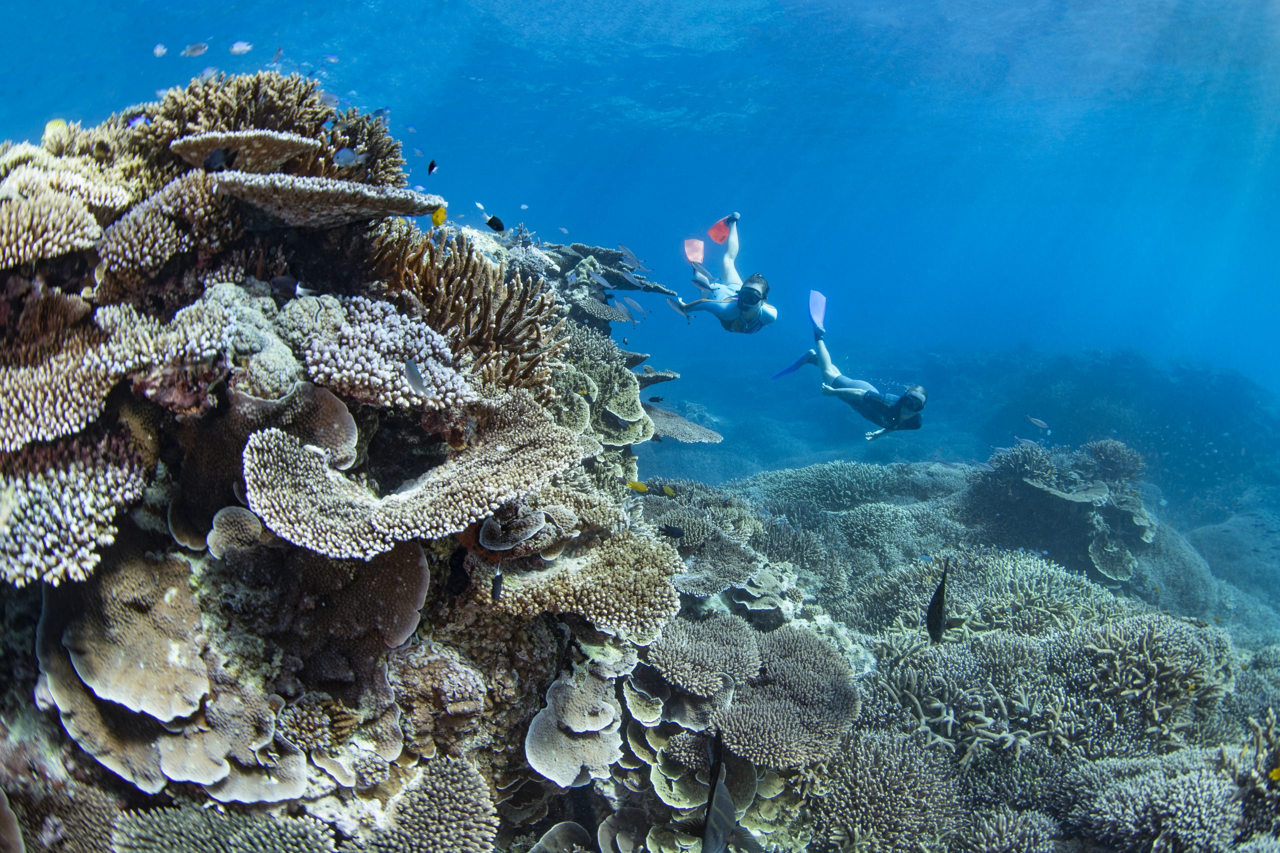 Lady-Elliot-Island-Great-Barrier-Reef-image