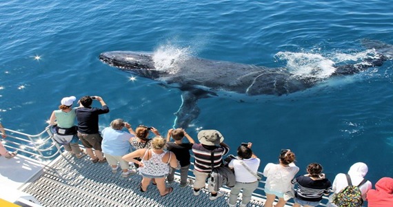 Spirit-of-Hervey-Bay-Whale-Watching-image