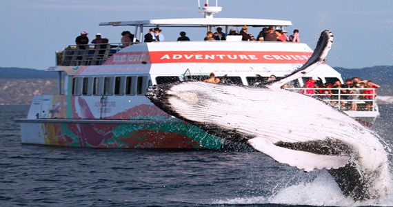 Boat-Club-Whale-Watching-image