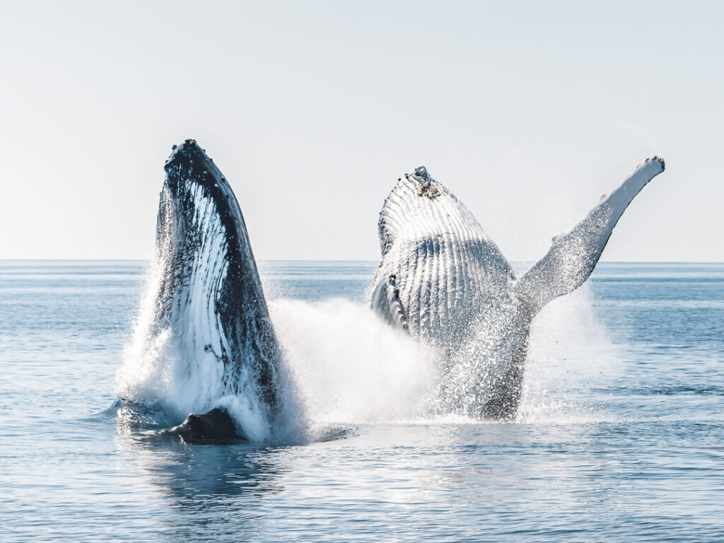 Salty-Safaris-Whale-Watching-image
