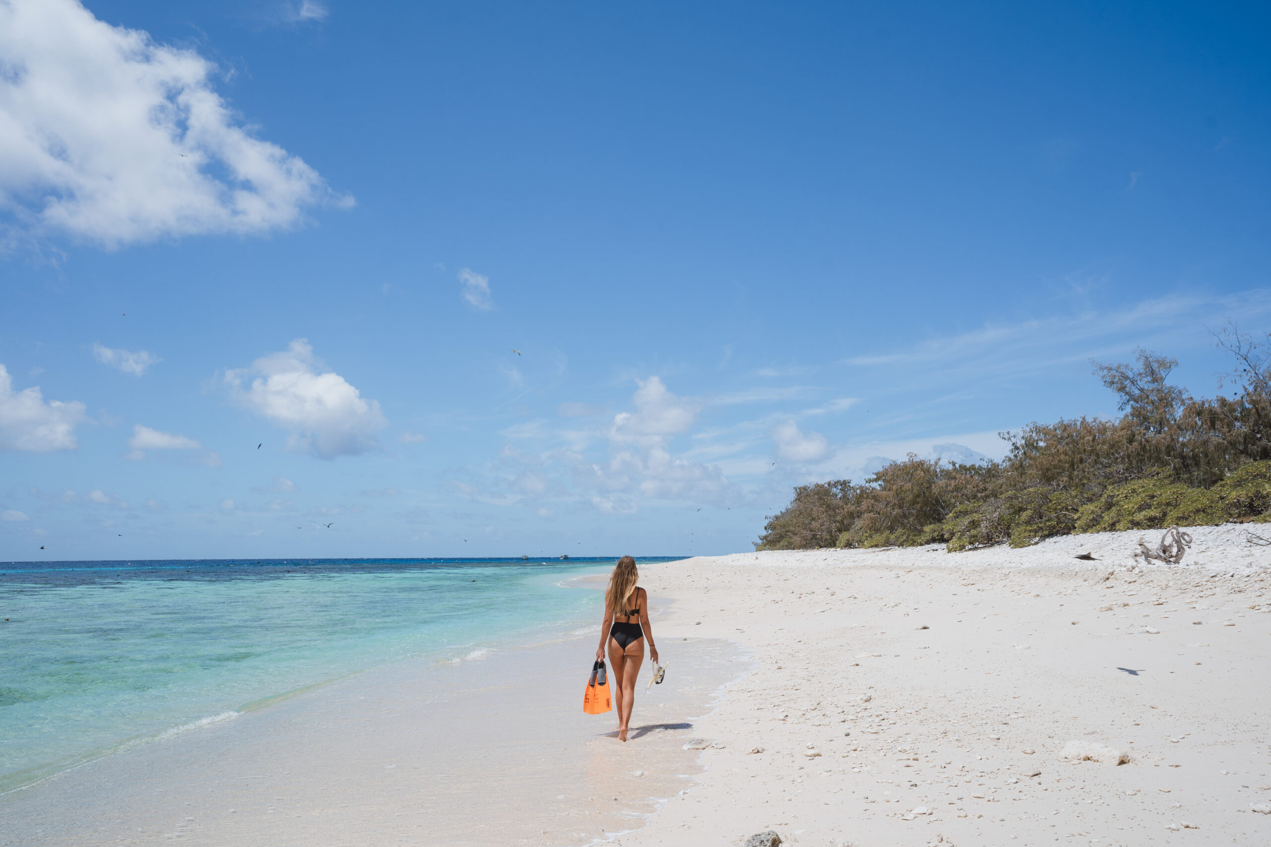 Lady-Elliot-Island-image