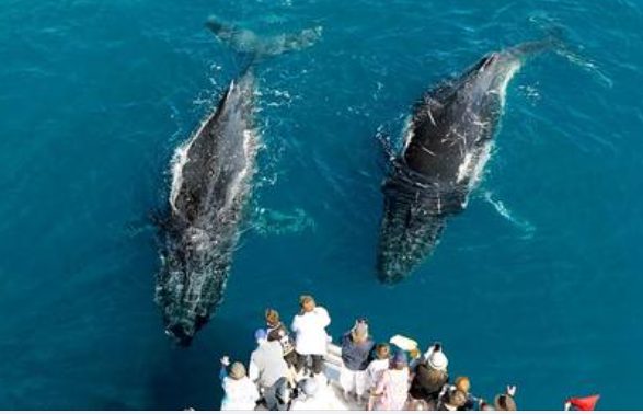 Freedom-Whale-Watch-image