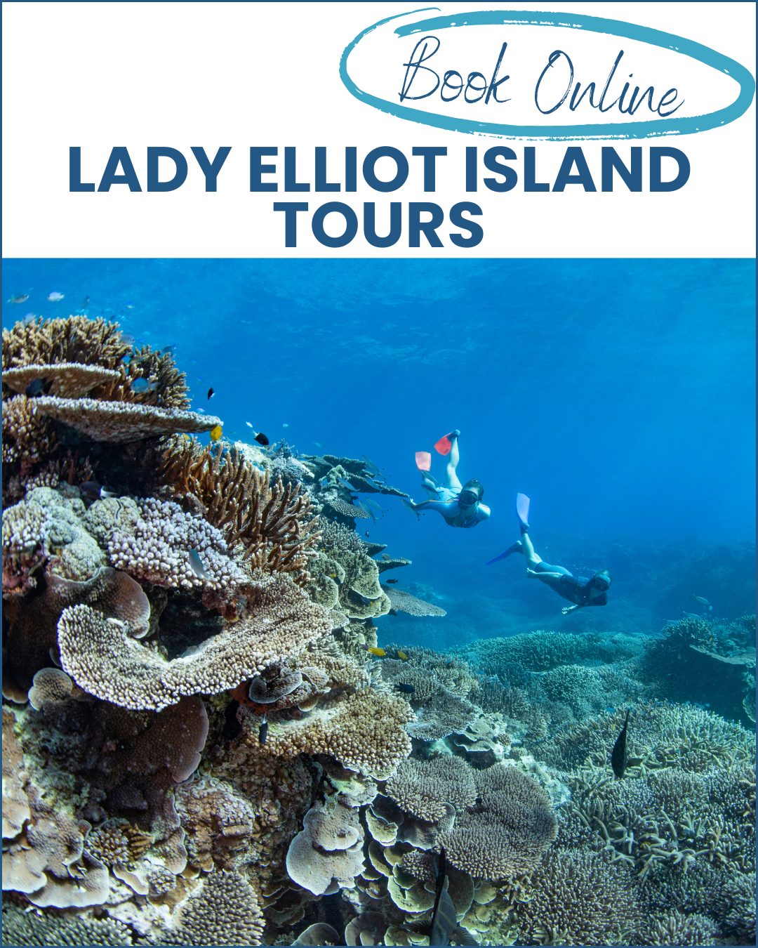 Lady-Elliot-Island-Tours-image