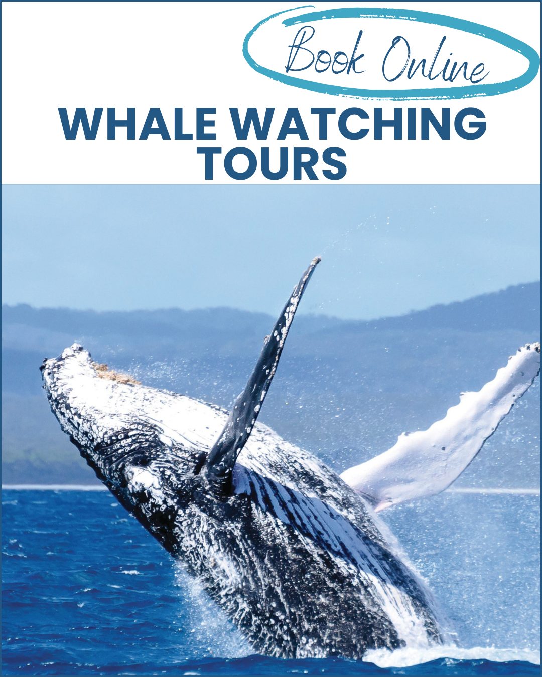 Whale-Watching-Hervey-Bay-Tours-image