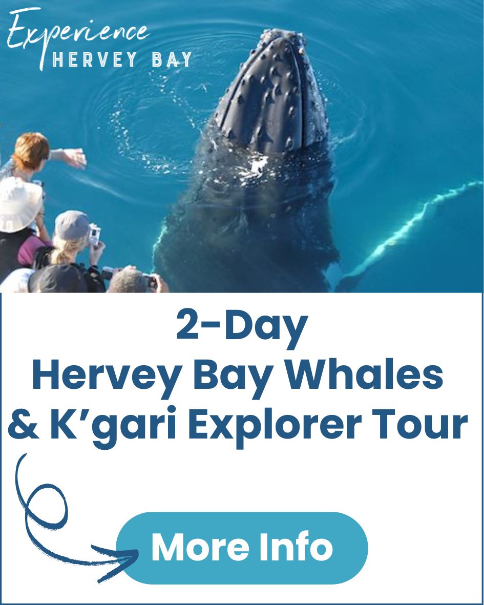 2-Days-Hervey-Bay-Whales-and-K'gari-Explorer-Tour-image