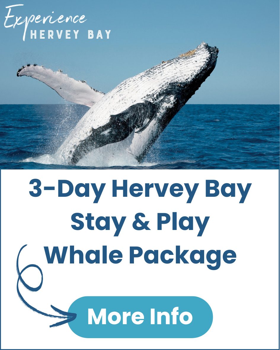 3-Day-Hervey-Bay-Stay-and-Play-Whale-Package