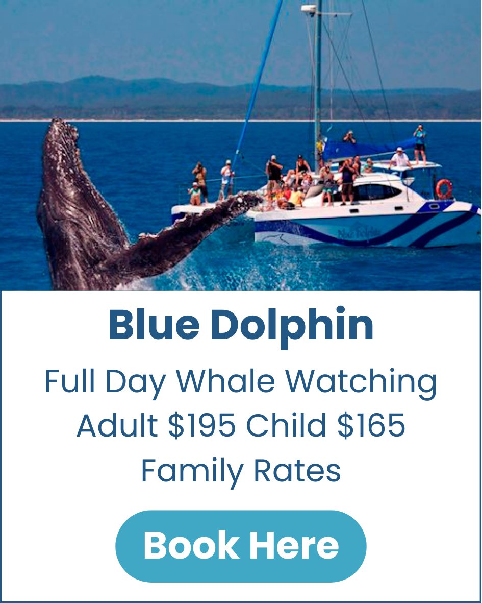 Blue-Dolphin-Whale-Watching-Hervey-Bay-image