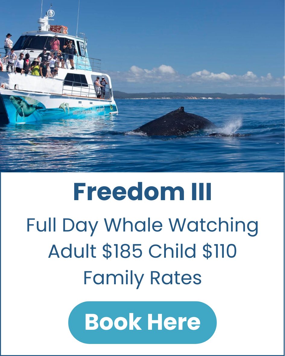 Freedom-Whale-Watching-Tour-Hervey-Bay-image