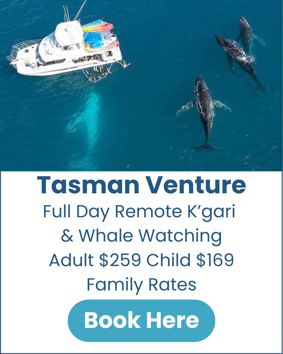 Tasman-Venture-Remote-Kgari-Whale-Watching-Tour-Hervey-Bay-image