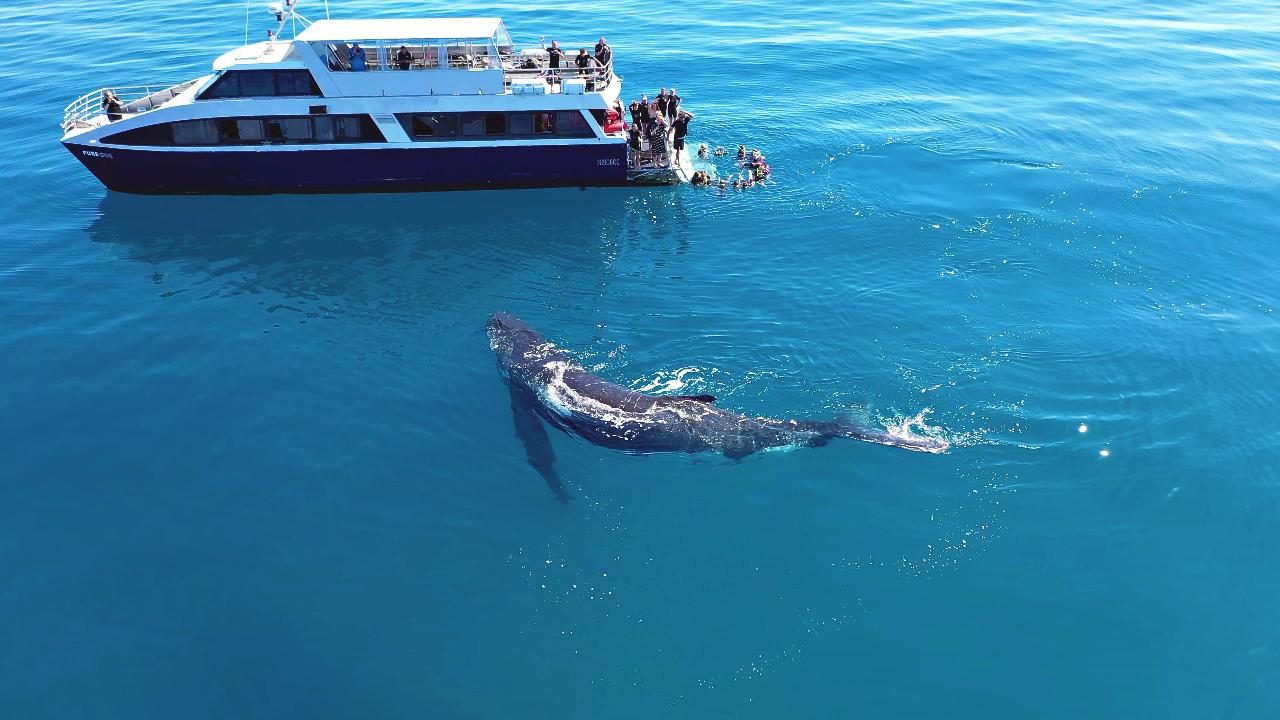 Tasman Venture remote K'gari and whale watching Hervey Bay Tasman-Venture-Remote-K'gari-and-whale-watching-experience-hervey-bay-image