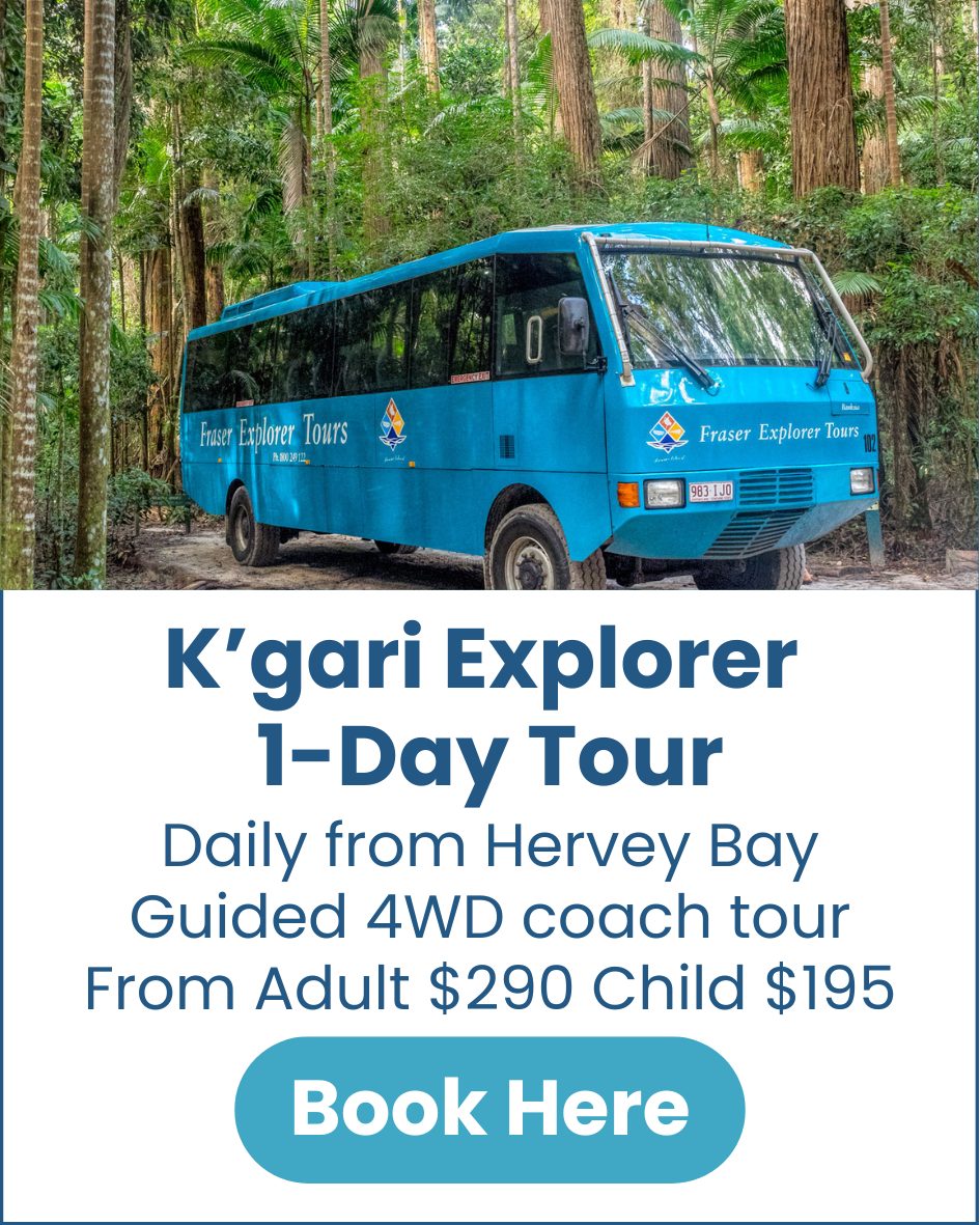 K'gari Explorer 1-Day Tour (3) Kgari-Explorer-Day-Tour-image