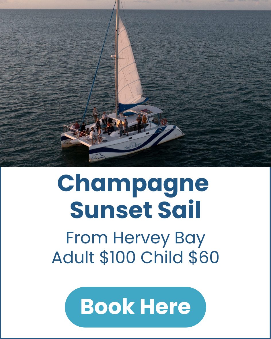 Champagne Sunset Sail Blue-Dolphin-Champagne-Sunset-Sail-Hervey-Bay-image