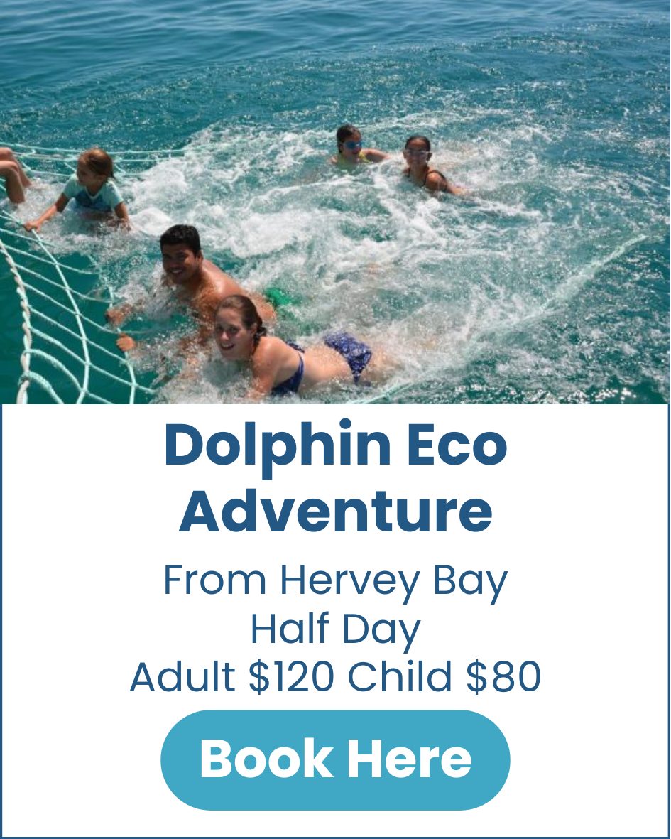 Dolphin Eco Adventure Dolphin-Eco-Adventure-Hervey-Bay-image