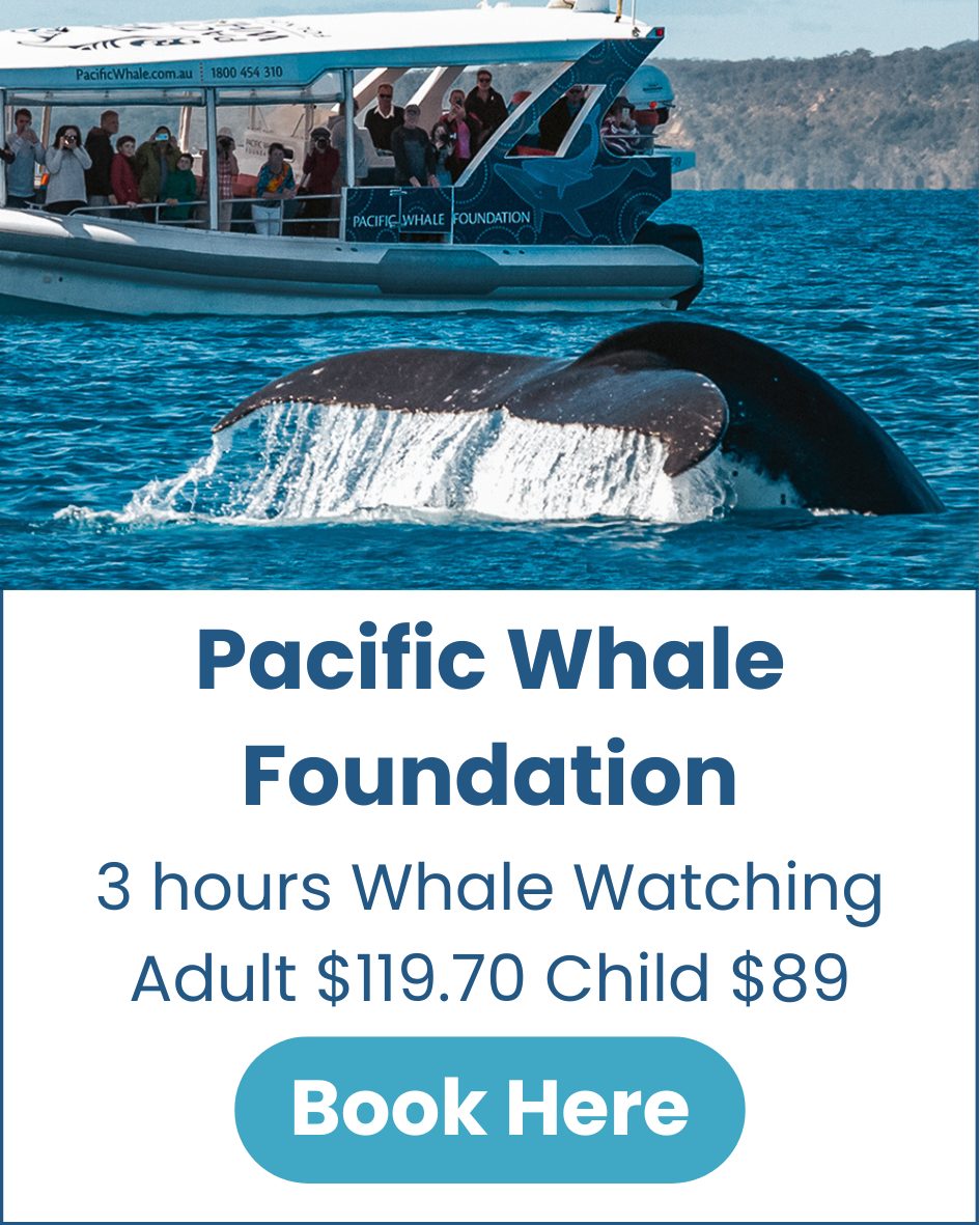 Pacific Whale Foundation Pacific-Whale-Foundation-Whale-Watching-Tour-from-Hervey-Bay-image