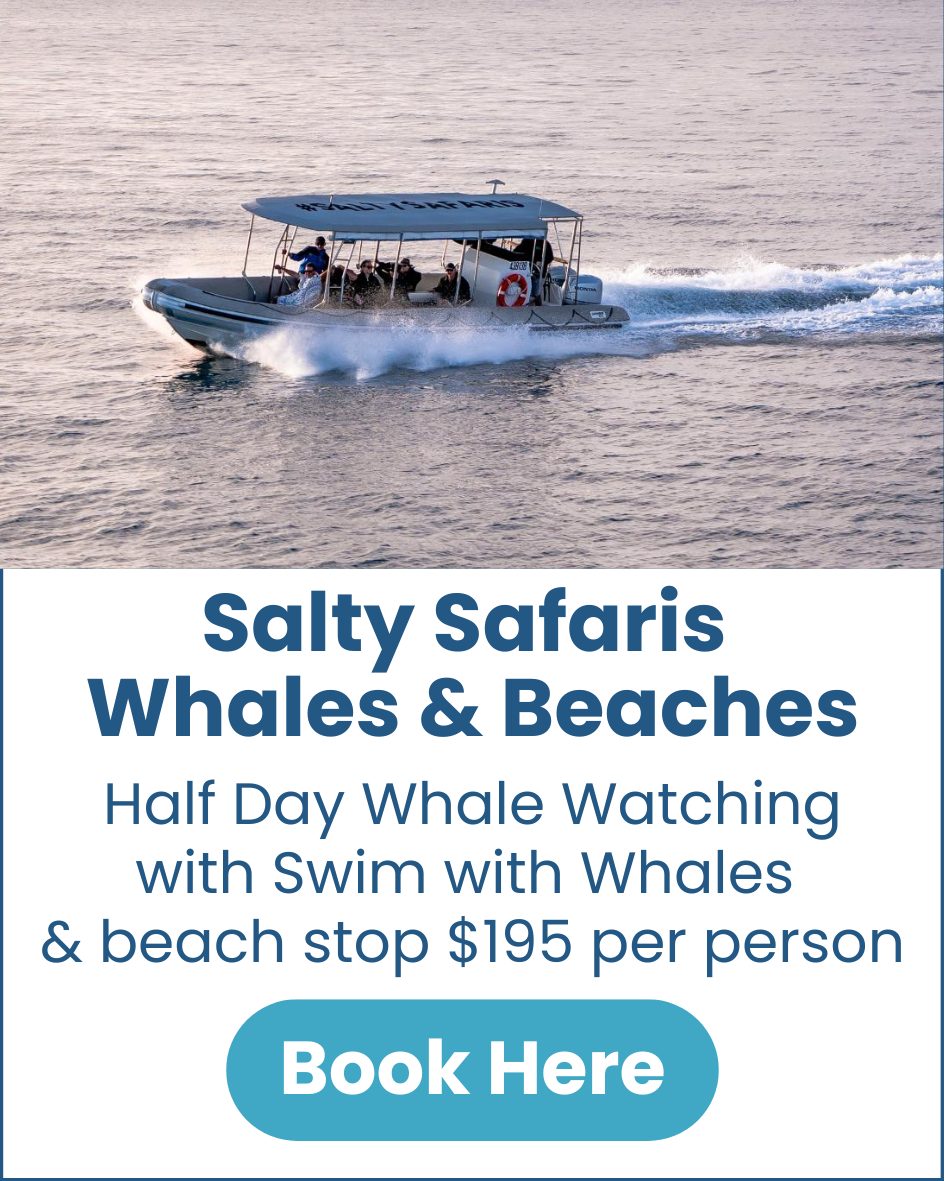 Salty Safaris Whales & Beaches Salty-Safaris-whale-watching-and-swim-with-whales-hervey-bay-image