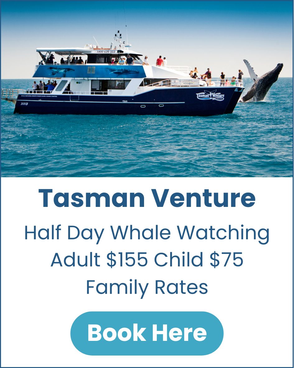 Tasman Venture Whale Watching Tasman-Venture-Hervey-Bay-Whale-Watching-image