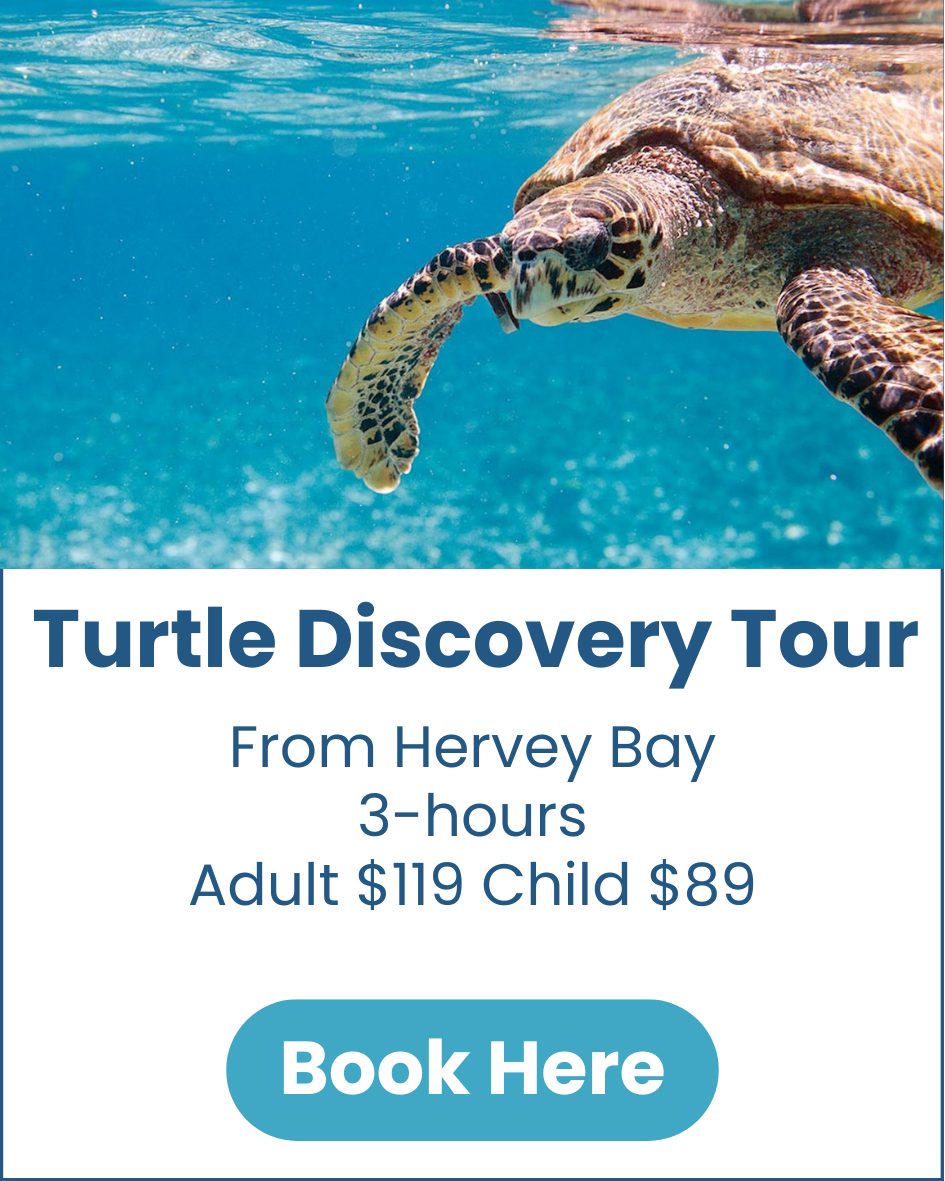 Turtle Discovery Tour Turtle-Discovery-Tour-Hervey-Bay-image