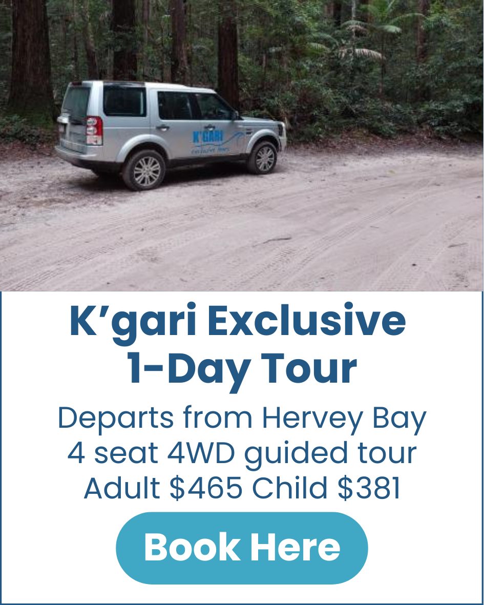 K'gari Exclusive 4WD Day Tour K'gari-Fraser-Island-Exclusive-4WD-Tour-image