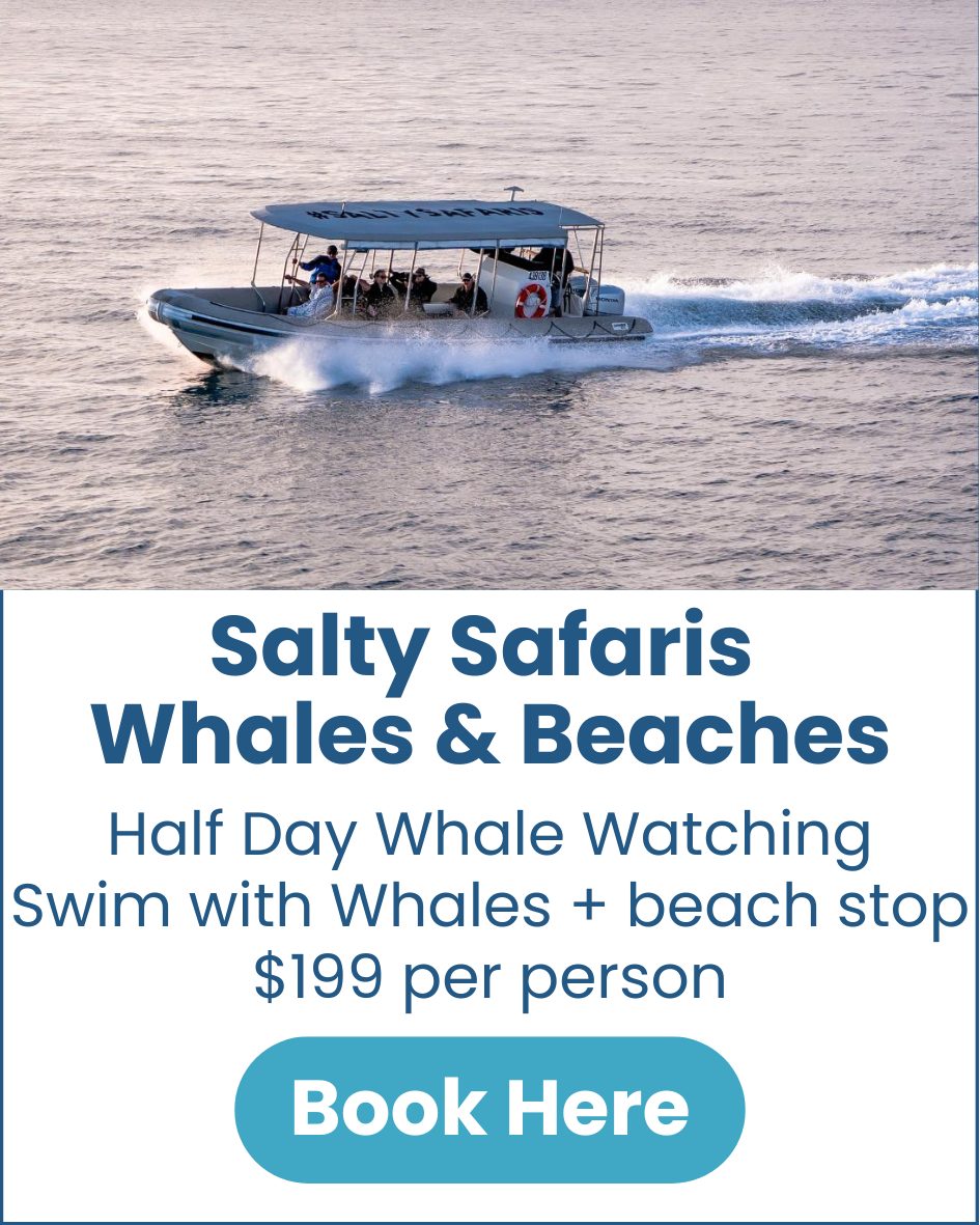 Salty Safaris Whales & Beaches Salty-Safaris-Half-Day-Whale-Watch-Hervey-Bay-swim-with-whales-image