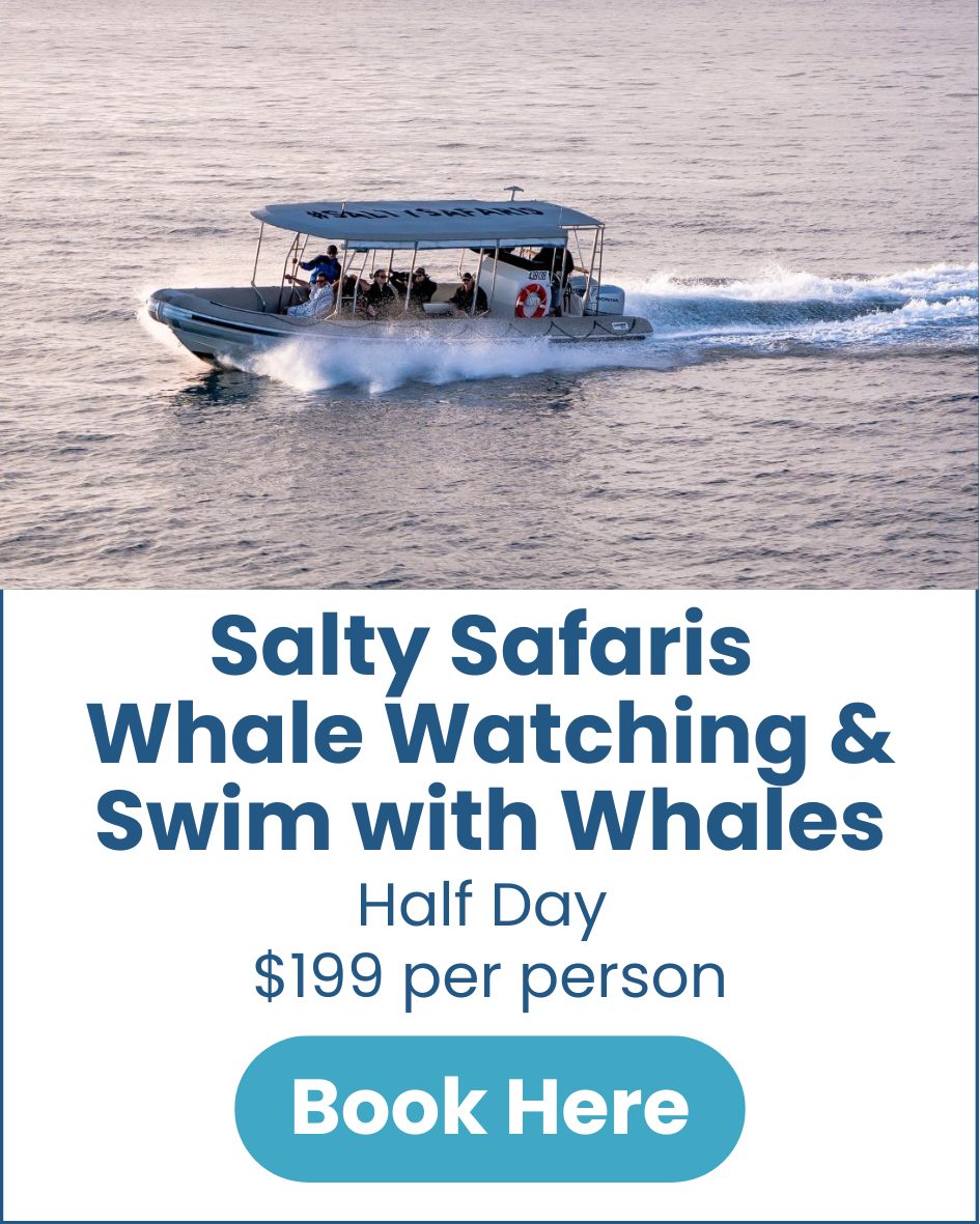 Salty Safaris Whale Watching & Swim Salty-Safaris-Whale-Watching-Swim-with-Whales-Hervey-Bay-image