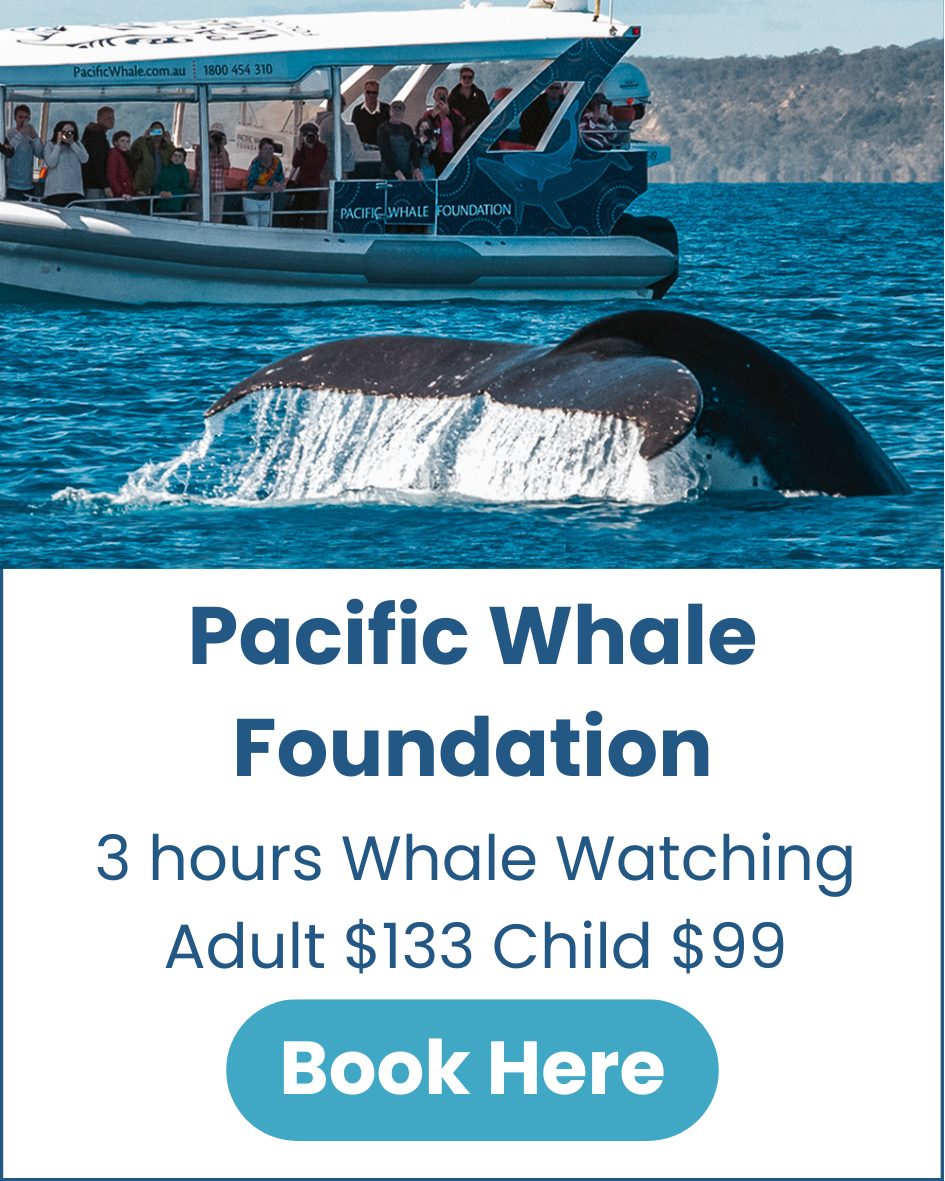Ultimate Small Group Whale Watching Hervey Bay Pacific Whale Foundation Hervey-Bay-Pacific-Whale-Foundation-Ultimate-Small-Group-Whale-Watch-image