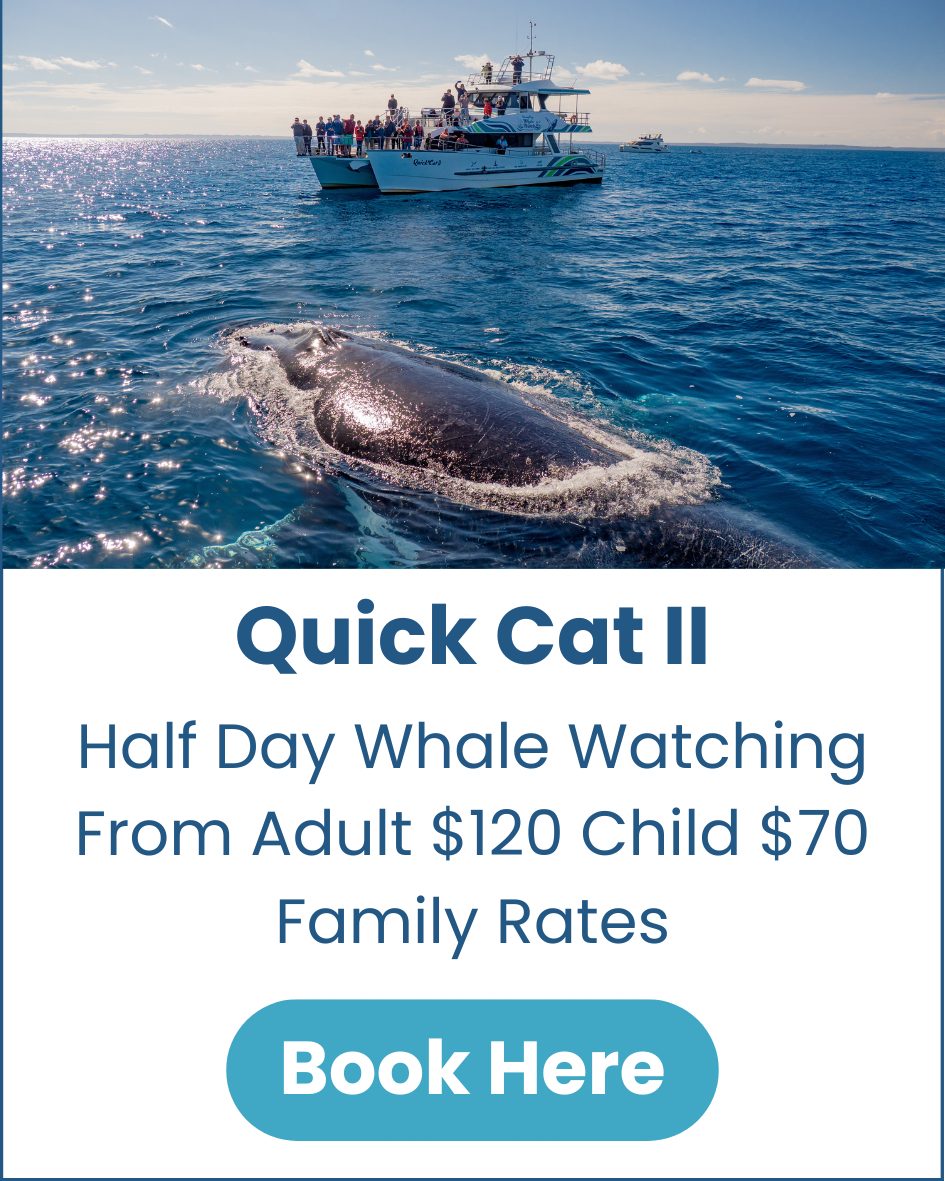 Quick Cat Whale Watching Hervey-Bay-Whale-Watch-Quick-Cat-image