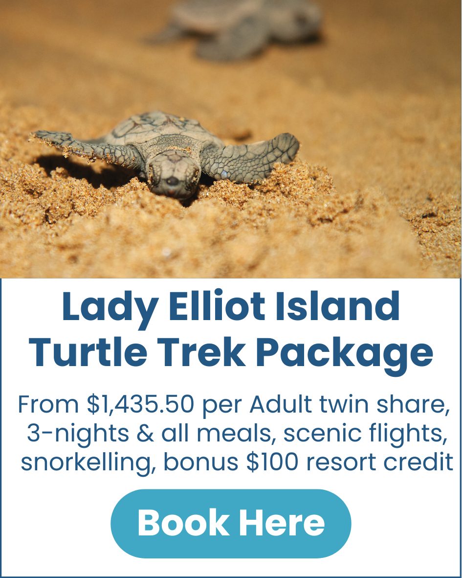 Turtle Trek Package Lady Elliot Island Lady-Elliot-Island-Turtle-Trek-Package-image