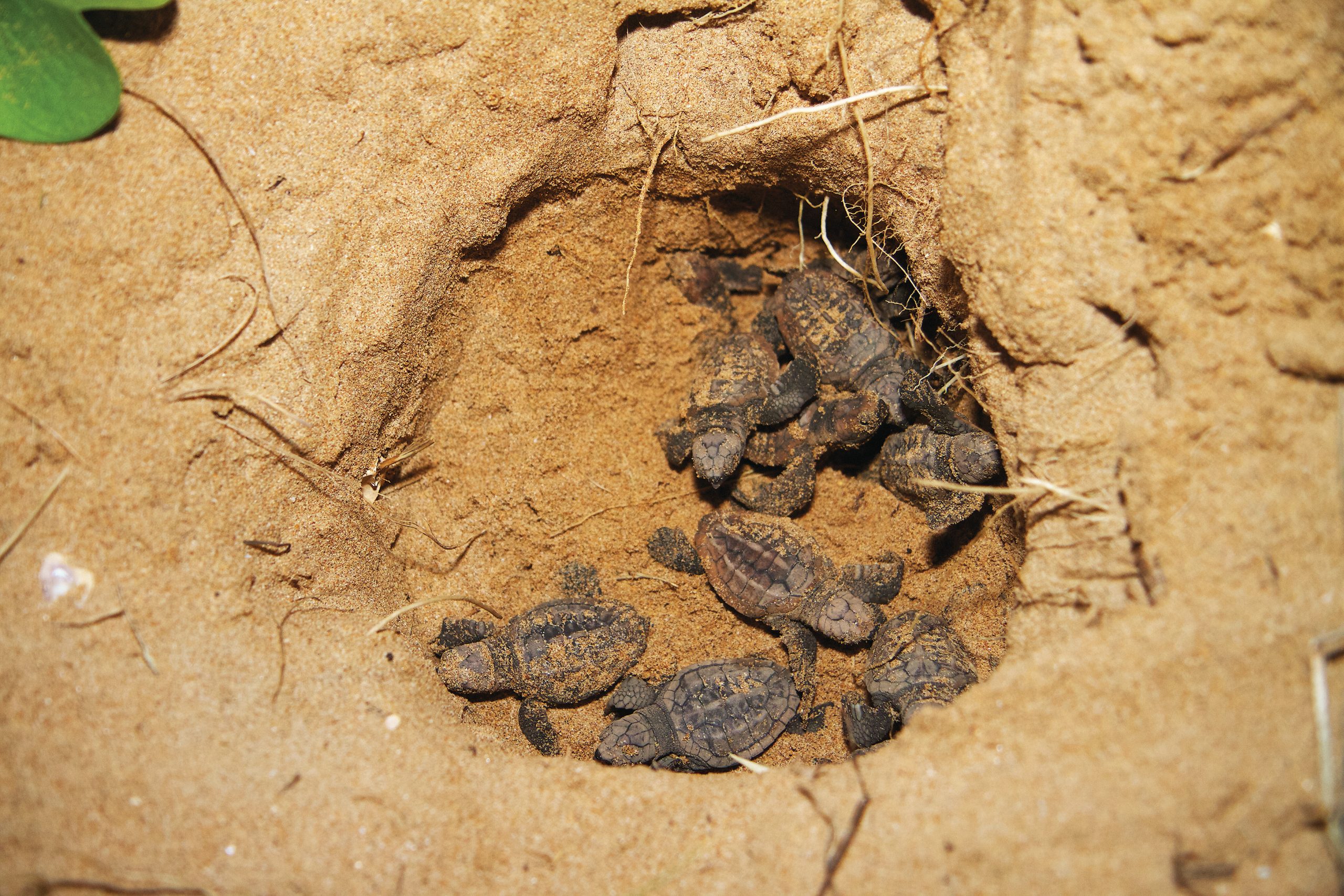 Turtles hatched Lady Elliot Island Turtles-hatched-Lady-Elliot-Island-image
