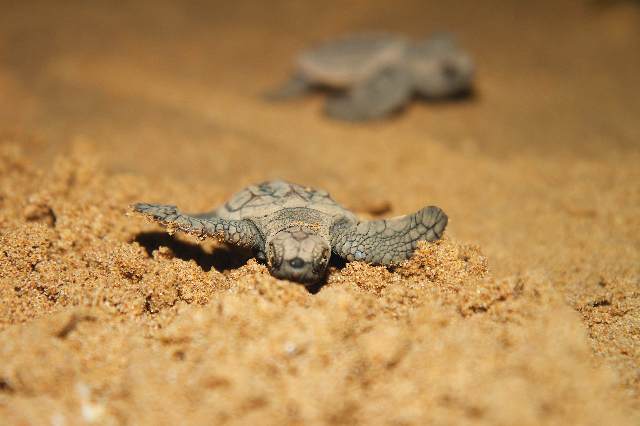 Turtle hatched Lady Elliot Island Turtle-Hatching-Lady-Elliot-Island-image