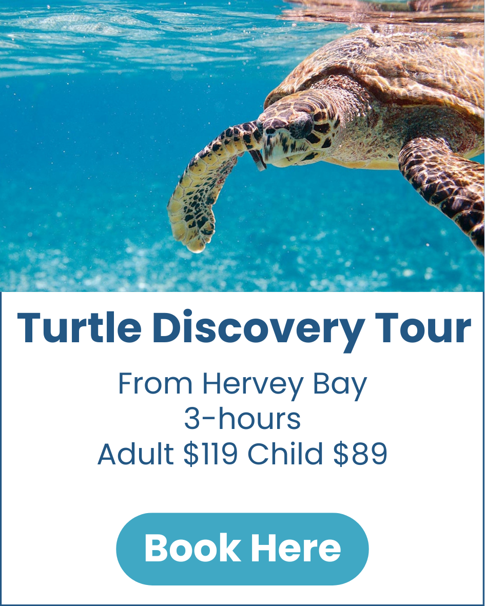 Turtle Discovery Tour Hervey-Bay-Turtle-Discovery-Tour-image