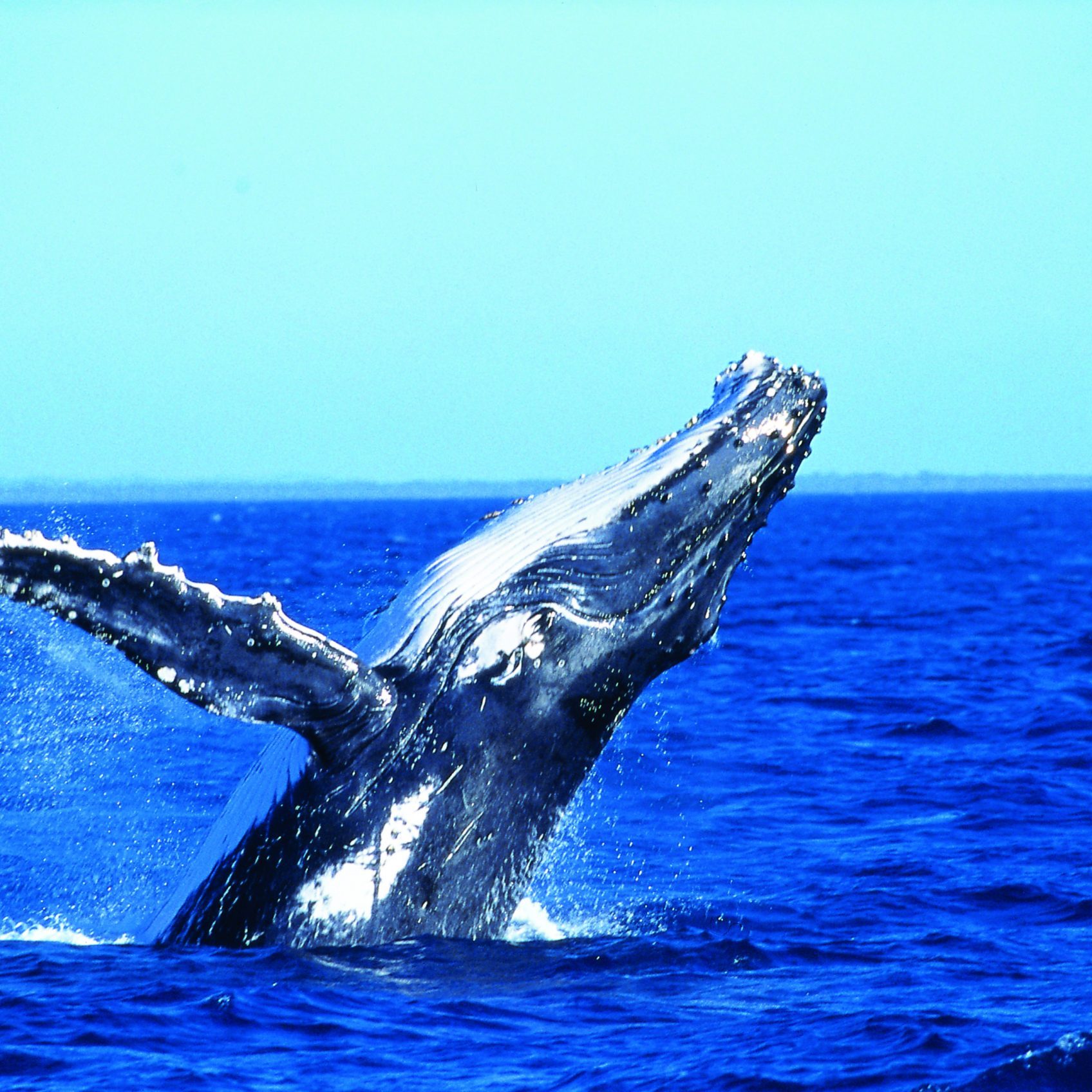 Hervey-Bay-Whale-Breaching