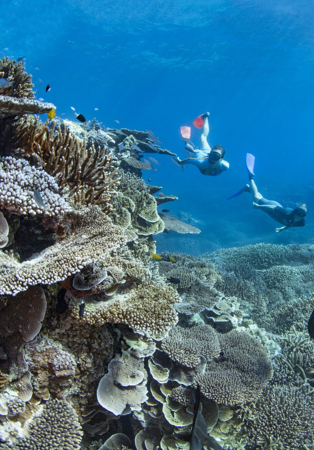 Lady-Elliot-Island-Great-Barrier-Reef-image