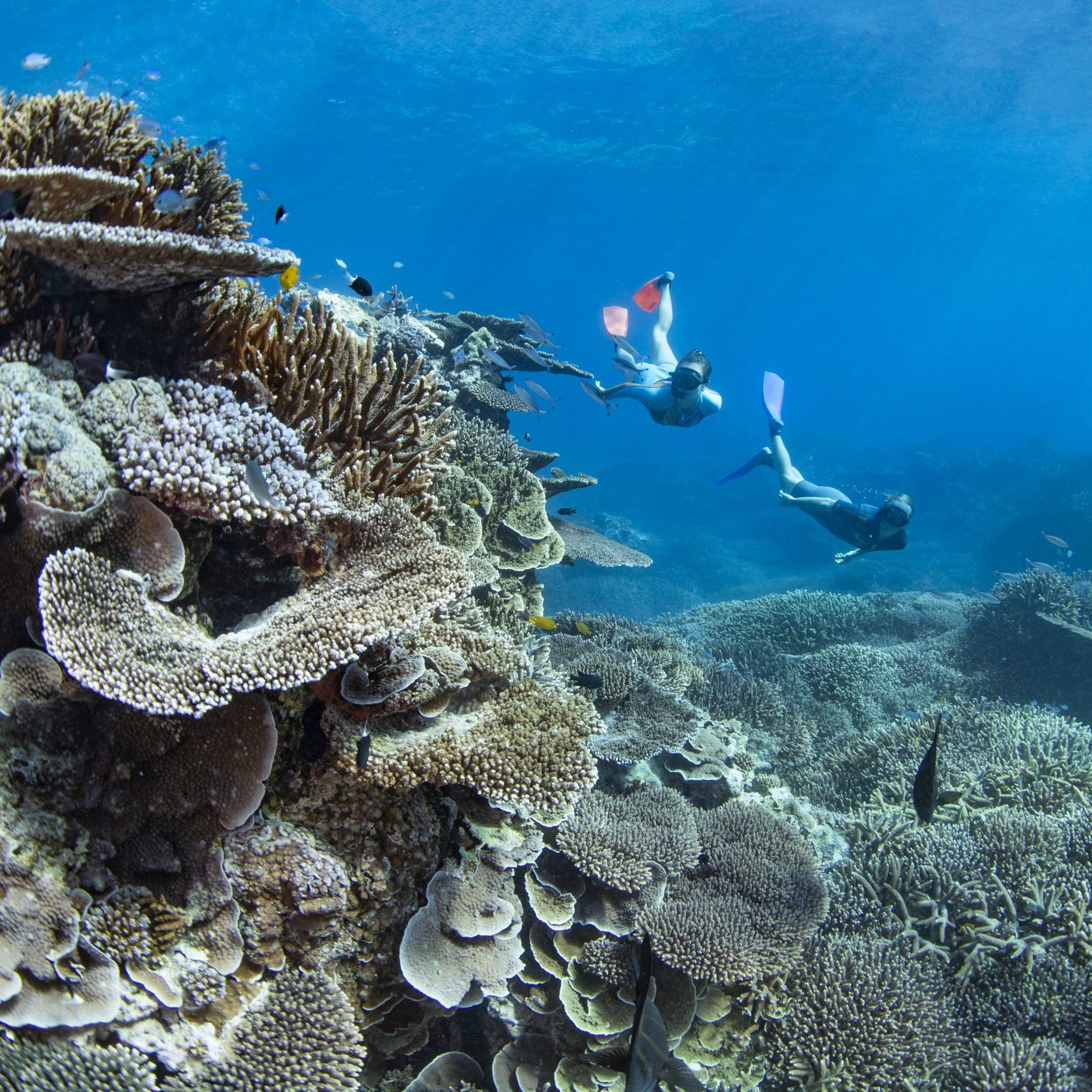Lady-Elliot-Island-Great-Barrier-Reef-image