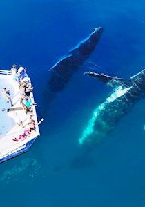 Tasman-Venture-Fraser-Island-Remote-And-Whales-Hervey-Bay-image