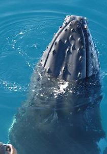 Whale-Spy-Hop-Hervey-Bay-Fraser-Coast