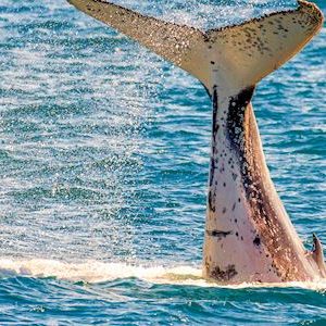Pacific-Whale-Foundation-Humpback-Whale-Tail-Slap-Hervey-Bay-image