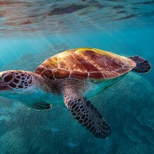 Hervey-Bay-Eco-Marine-Tours-Turtle-Discovery