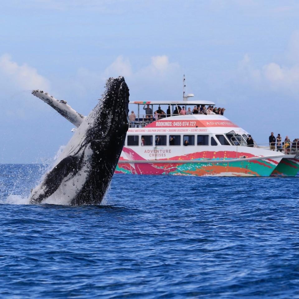 Hervey-Bay-Boat-Club-Whale-Watch-image